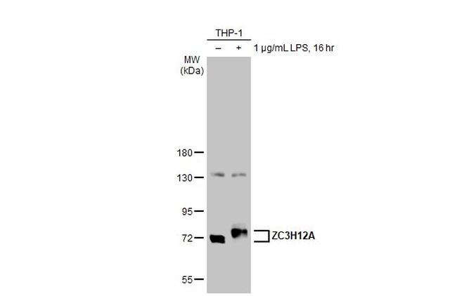 ZC3H12A Antibody in Western Blot (WB)