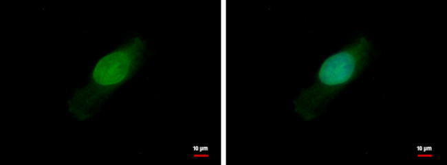 BCL2L15 Antibody in Immunocytochemistry (ICC/IF)