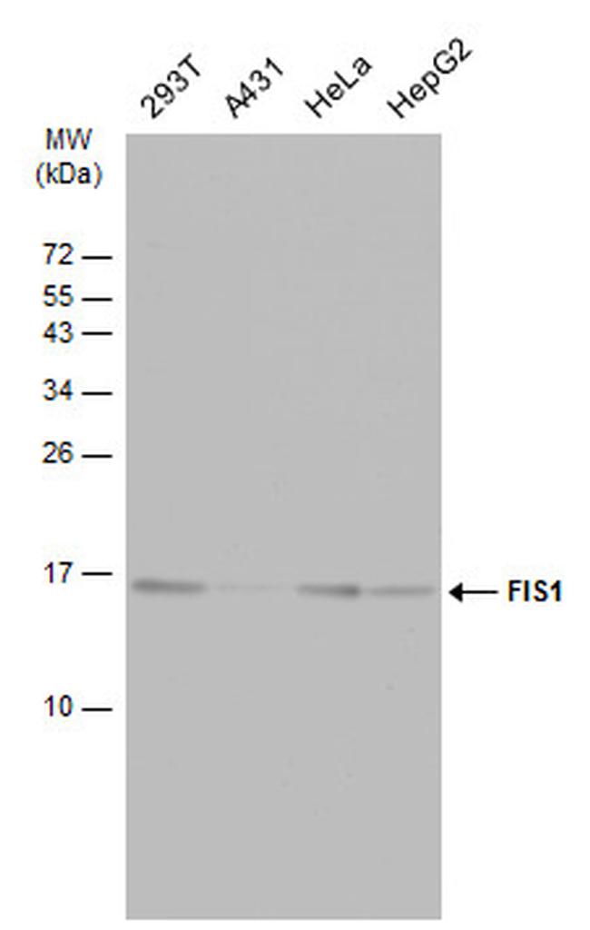 FIS1 Antibody in Western Blot (WB)