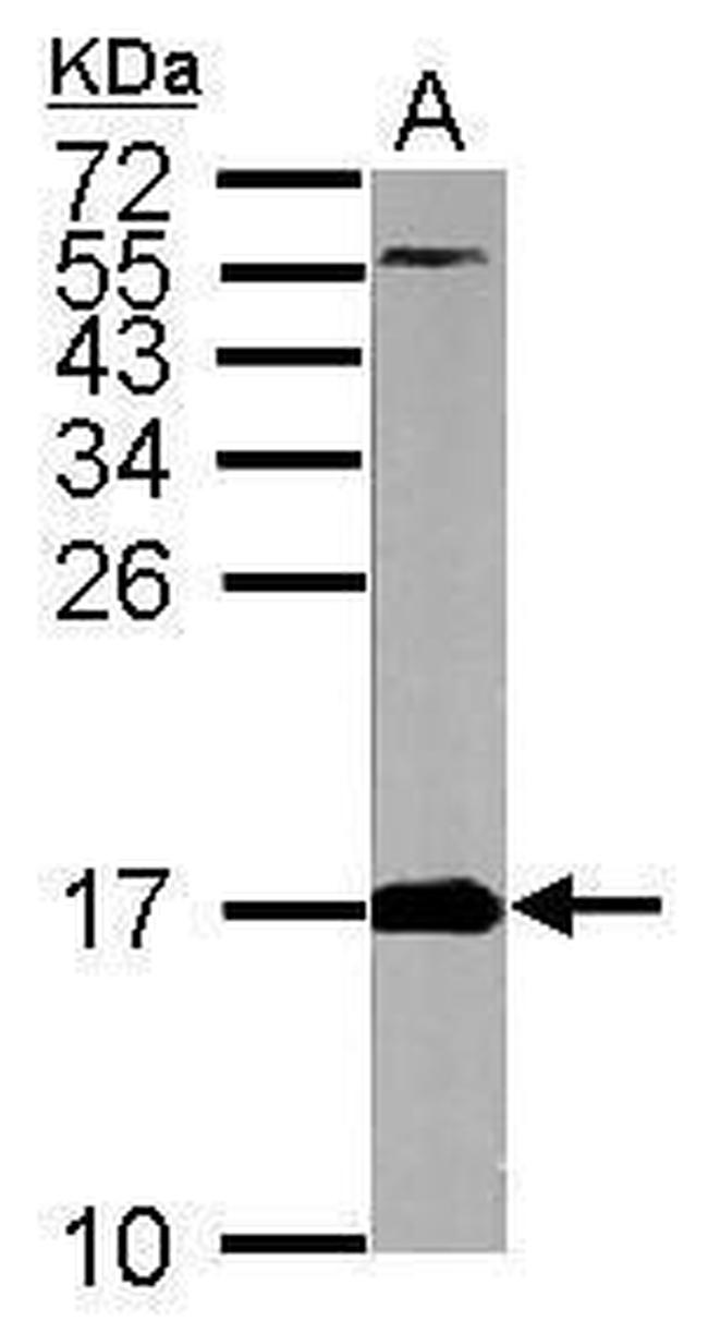 FIS1 Antibody in Western Blot (WB)