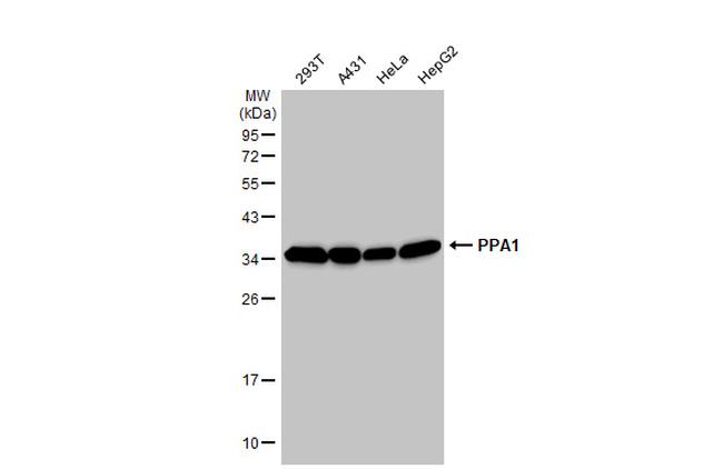 PPA1 Antibody in Western Blot (WB)