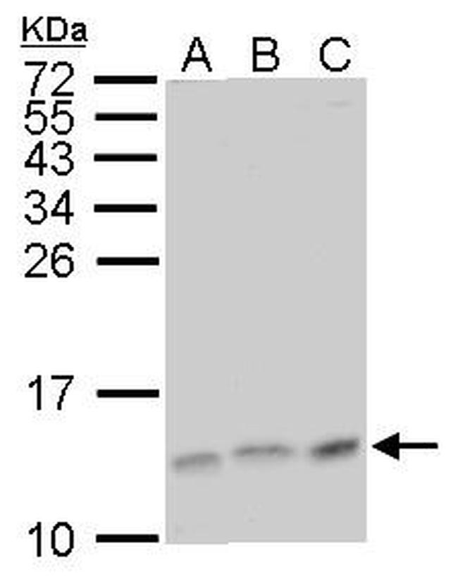 LAMTOR3 Antibody in Western Blot (WB)