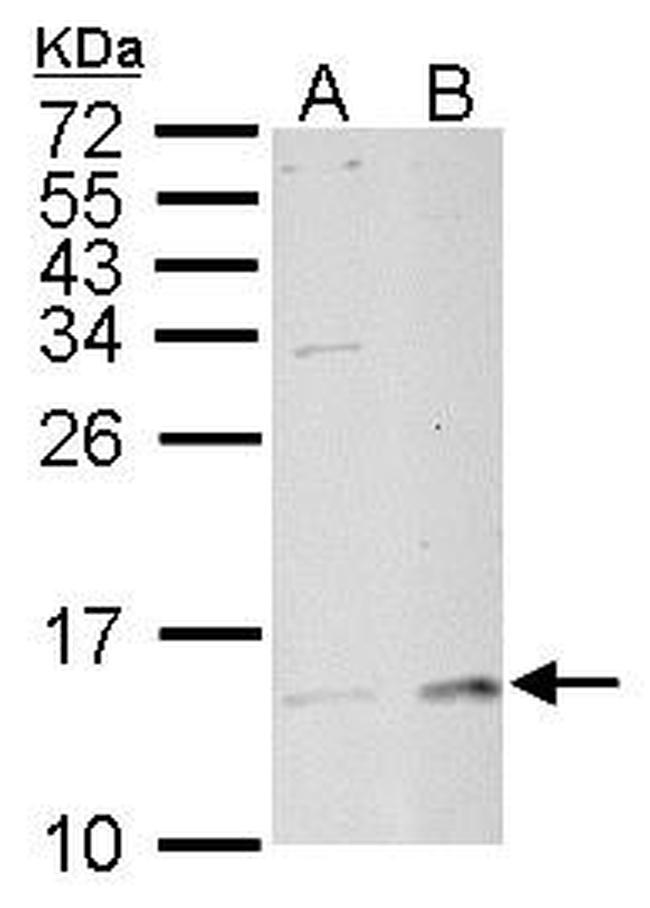 LAMTOR3 Antibody in Western Blot (WB)