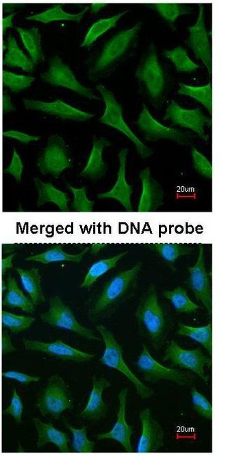 MALT1 Antibody in Immunocytochemistry (ICC/IF)