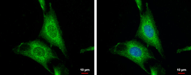 WNT10A Antibody in Immunocytochemistry (ICC/IF)