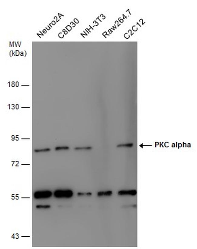 PKC alpha Antibody in Western Blot (WB)