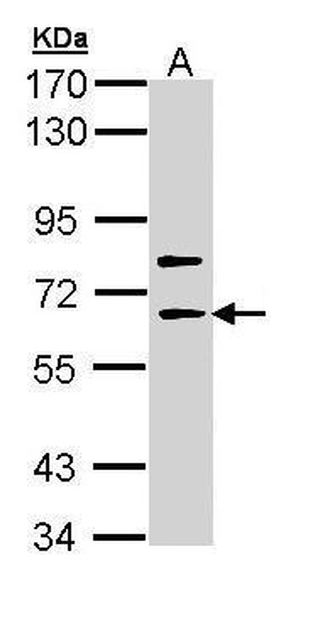 SHC4 Antibody in Western Blot (WB)