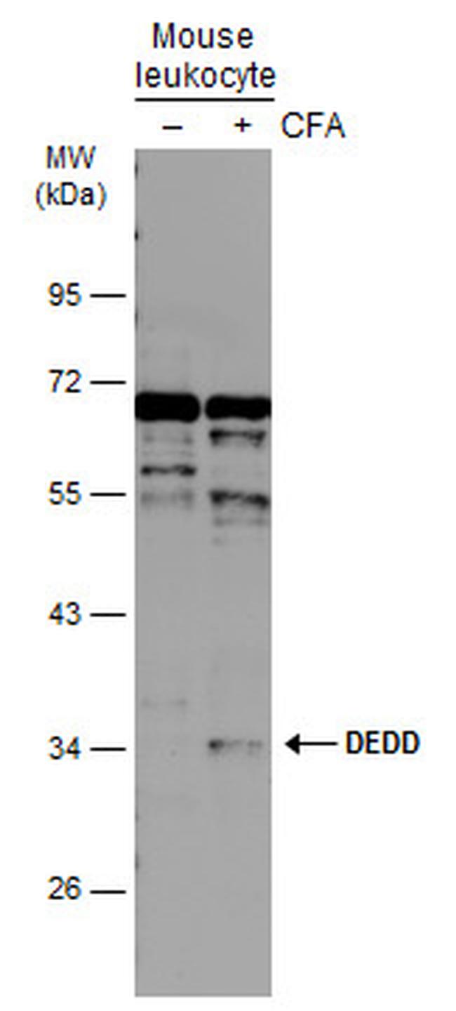 DEDD Antibody in Western Blot (WB)