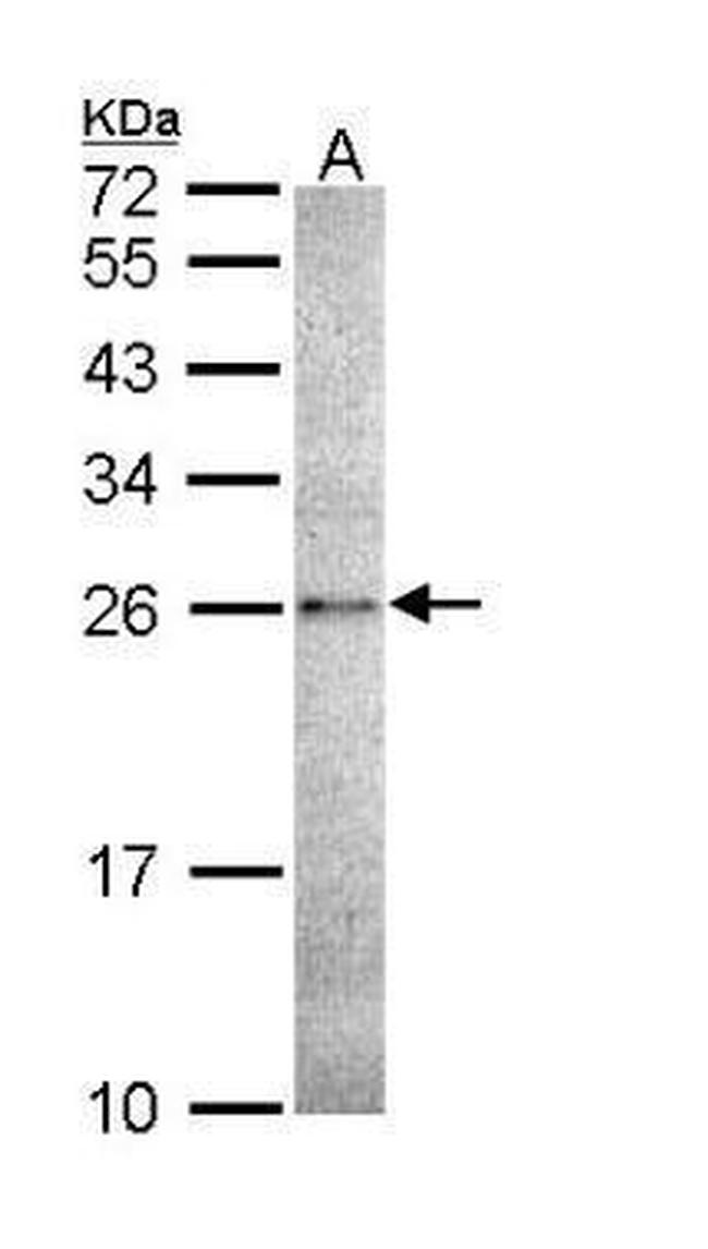 Caspase 14 Antibody in Western Blot (WB)