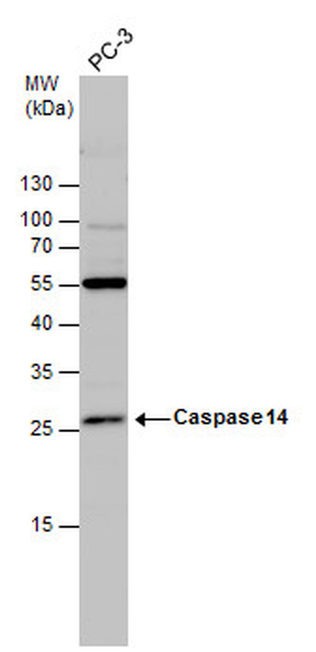 Caspase 14 Antibody in Western Blot (WB)