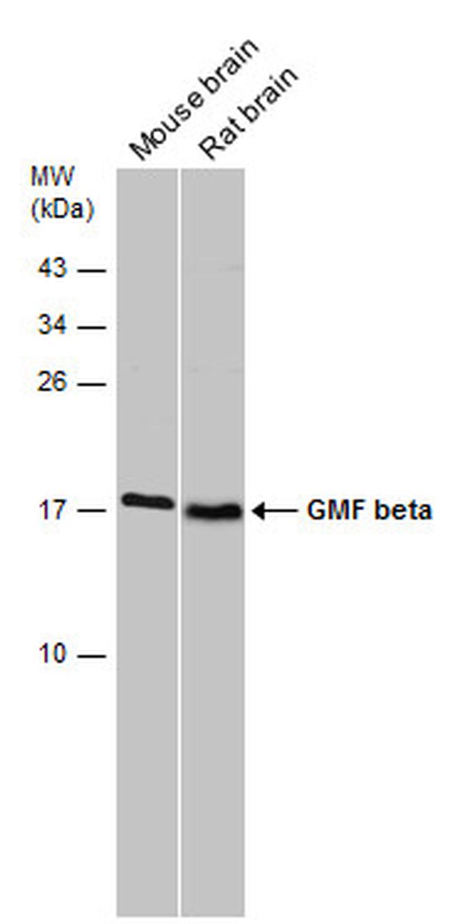 GMFB Antibody in Western Blot (WB)