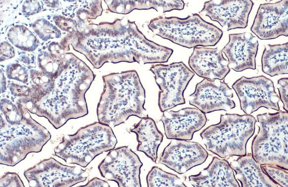 Intestinal Alkaline Phosphatase Antibody in Immunohistochemistry (Paraffin) (IHC (P))