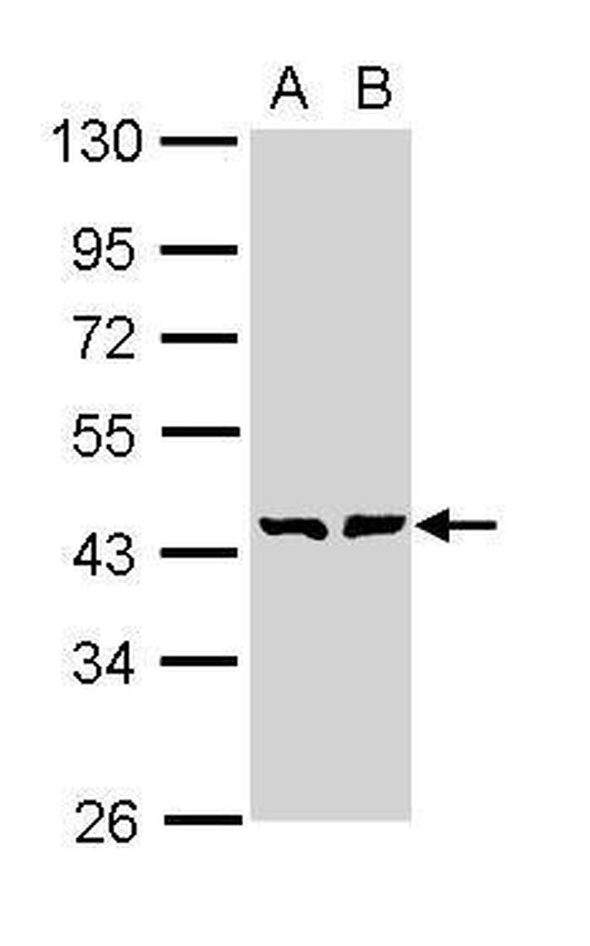 GMDS Antibody in Western Blot (WB)