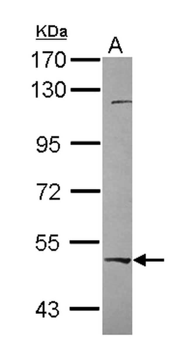 RBPJ Antibody in Western Blot (WB)