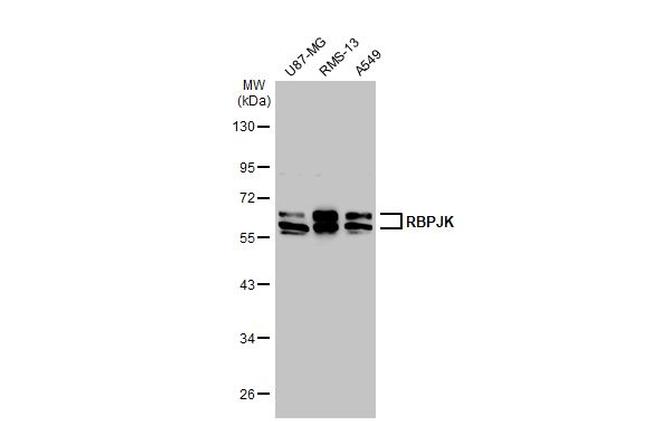 RBPJ Antibody in Western Blot (WB)