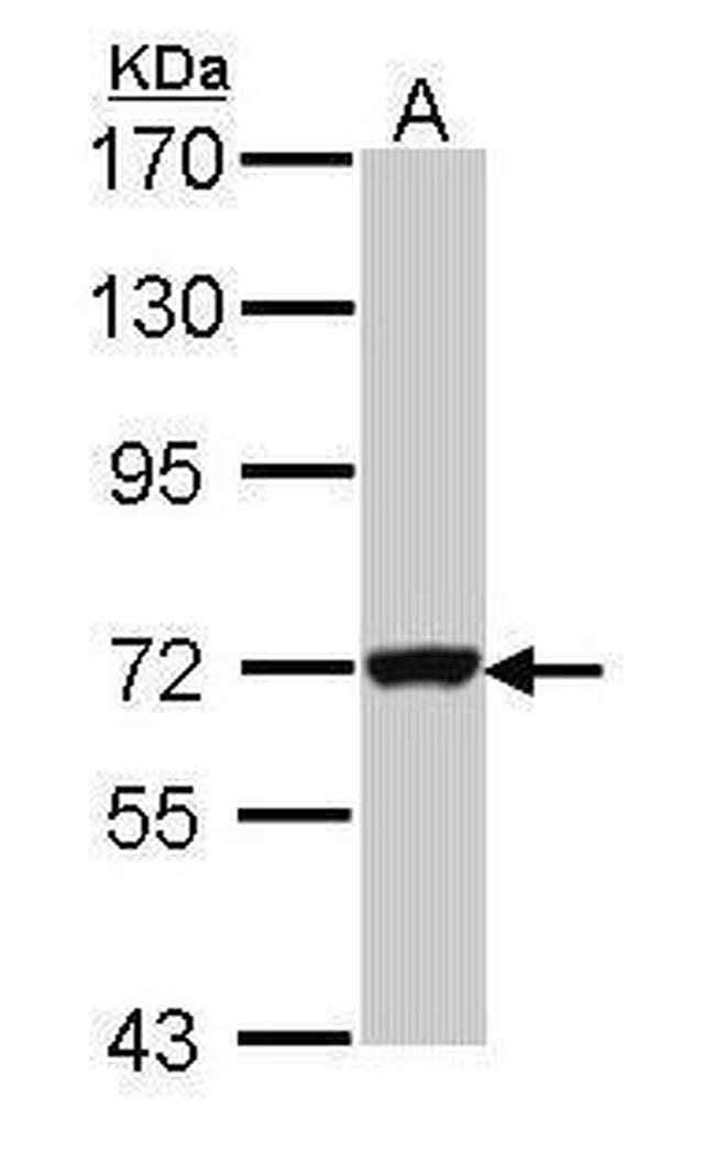 GBP3 Antibody in Western Blot (WB)