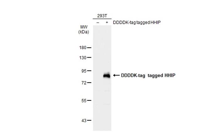 HHIP Antibody in Western Blot (WB)