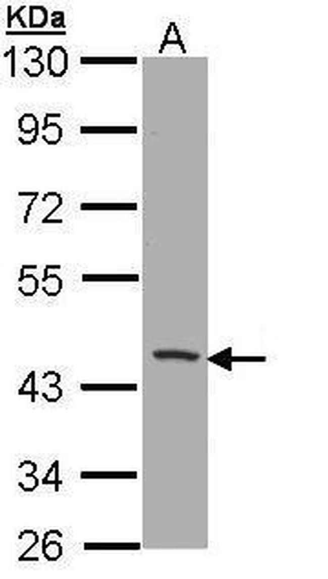 CD1b Antibody in Western Blot (WB)