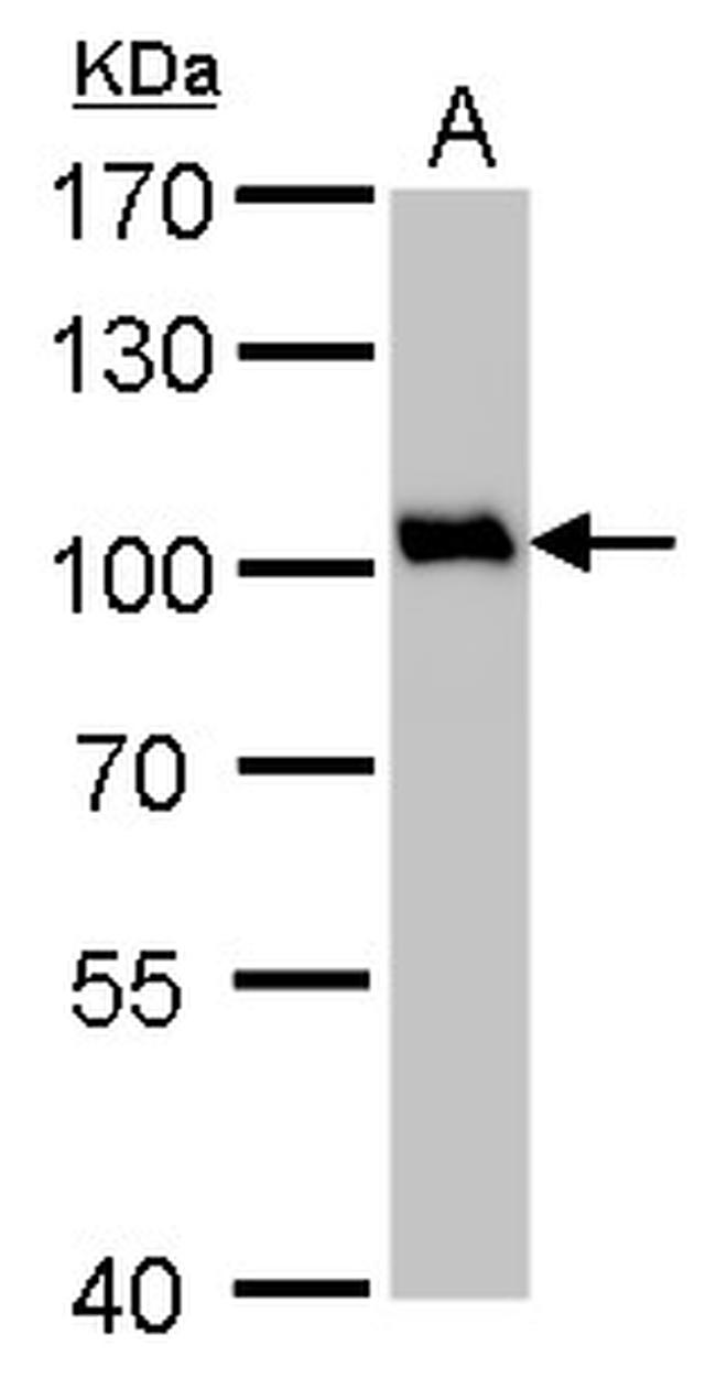 VCP Antibody in Western Blot (WB)