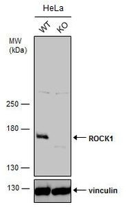 ROCK1 Antibody