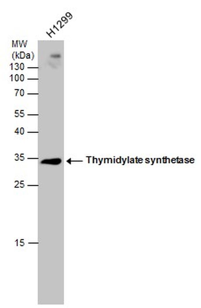 Thymidylate Synthase Antibody in Western Blot (WB)