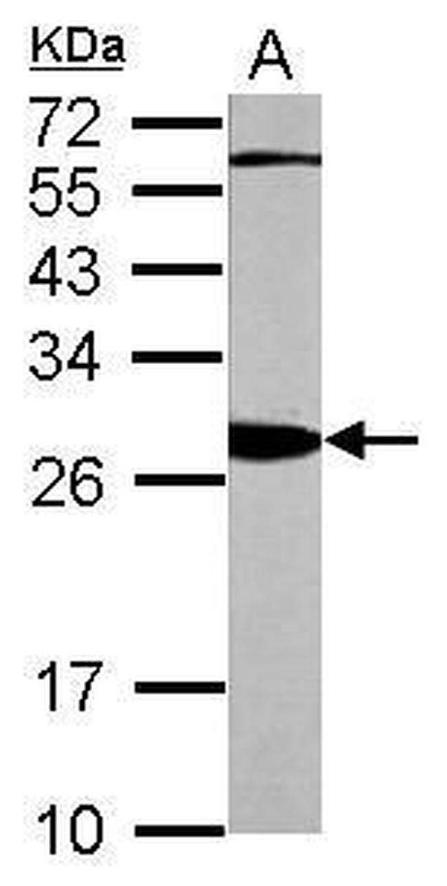 14-3-3 beta Antibody in Western Blot (WB)