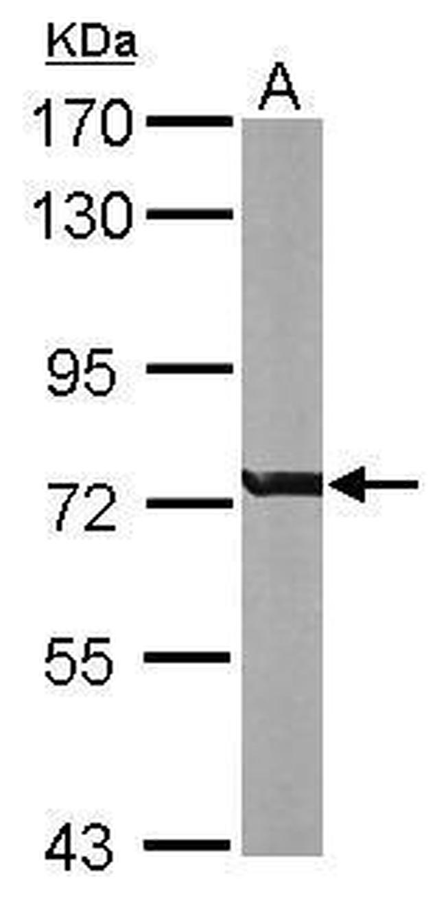 RACGAP1 Antibody in Western Blot (WB)