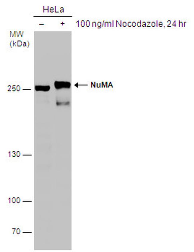 NuMA Antibody in Western Blot (WB)