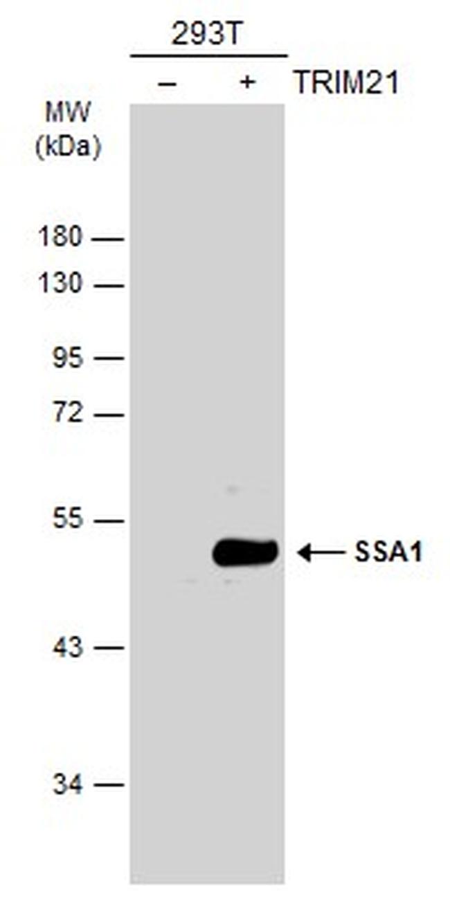 TRIM21 Antibody in Western Blot (WB)