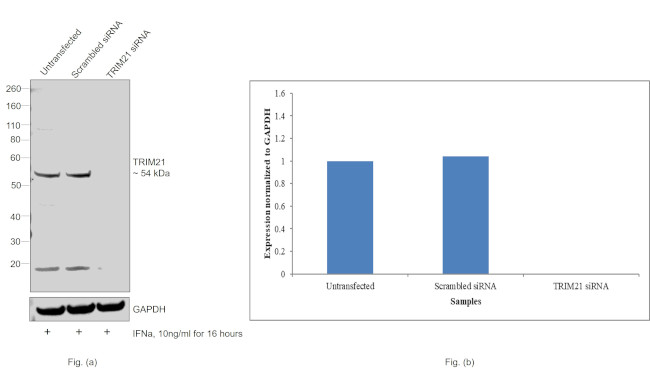 TRIM21 Antibody in Western Blot (WB)