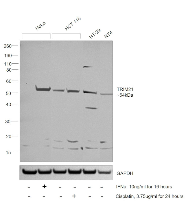 TRIM21 Antibody in Western Blot (WB)