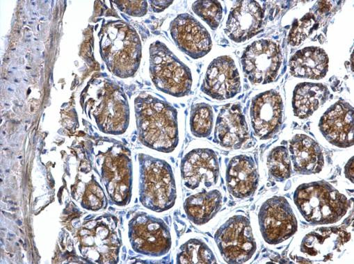 MVP Antibody in Immunohistochemistry (Paraffin) (IHC (P))