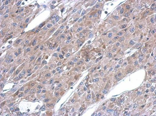 ASL Antibody in Immunohistochemistry (Paraffin) (IHC (P))