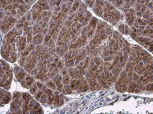 Factor IX Antibody in Immunohistochemistry (Paraffin) (IHC (P))