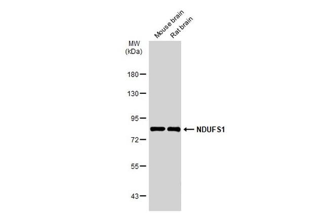 NDUFS1 Antibody in Western Blot (WB)