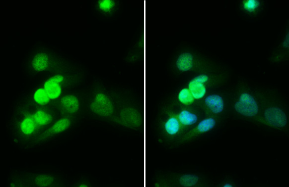 HNF1A Antibody in Immunocytochemistry (ICC/IF)