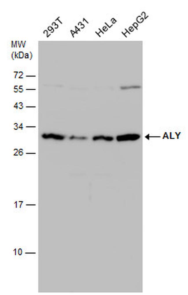 ALY Antibody in Western Blot (WB)