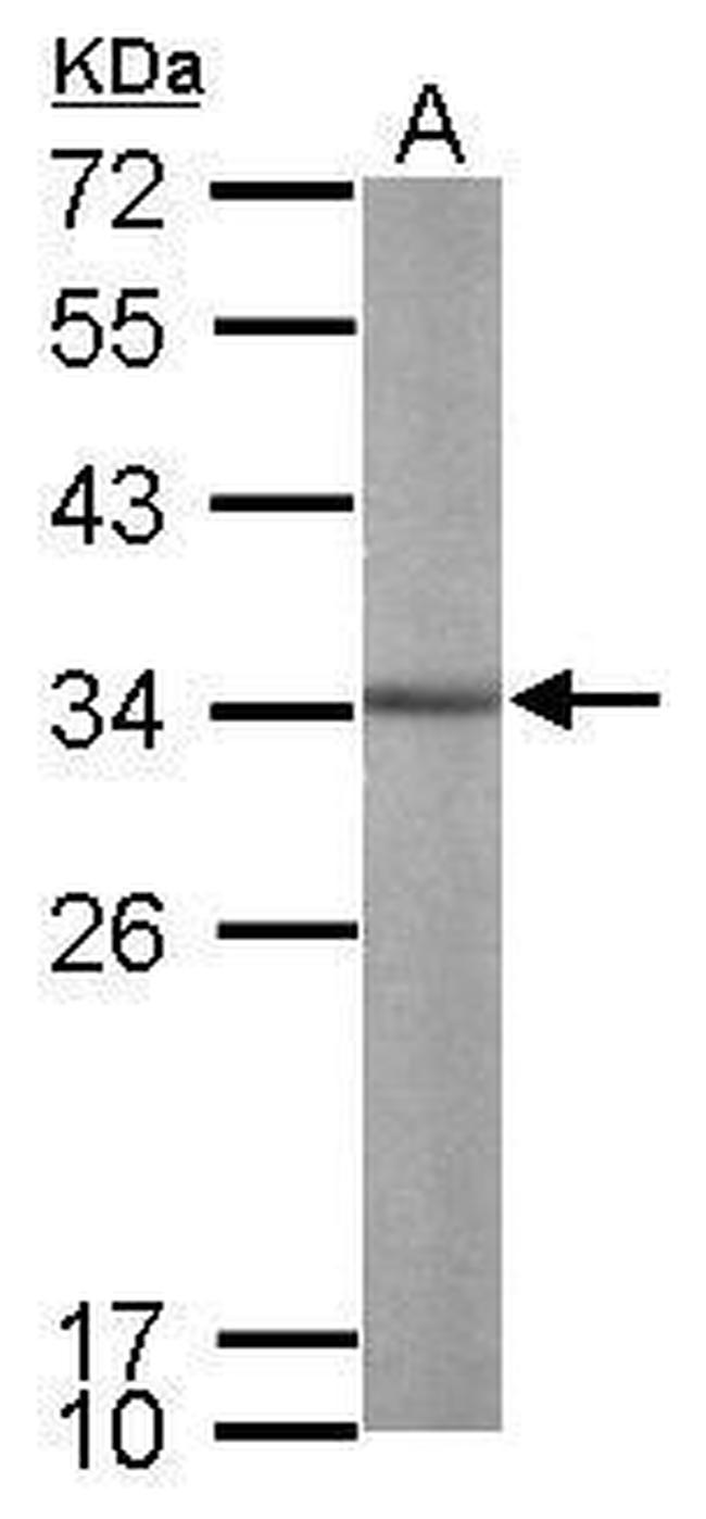 ALY Antibody in Western Blot (WB)