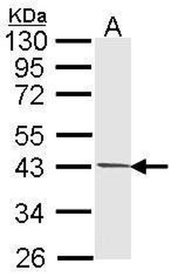 PIM2 Antibody in Western Blot (WB)