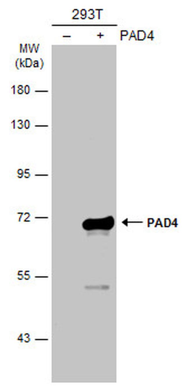 PADI4 Antibody in Western Blot (WB)