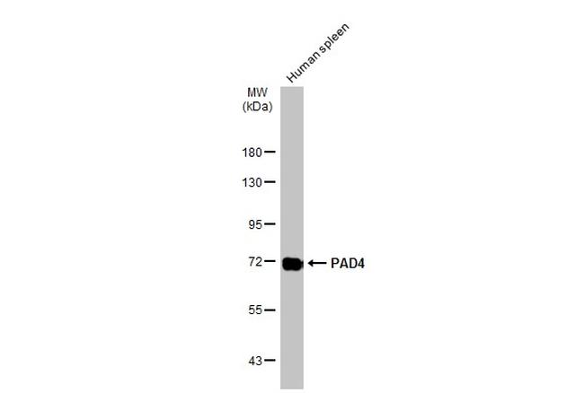 PADI4 Antibody in Western Blot (WB)