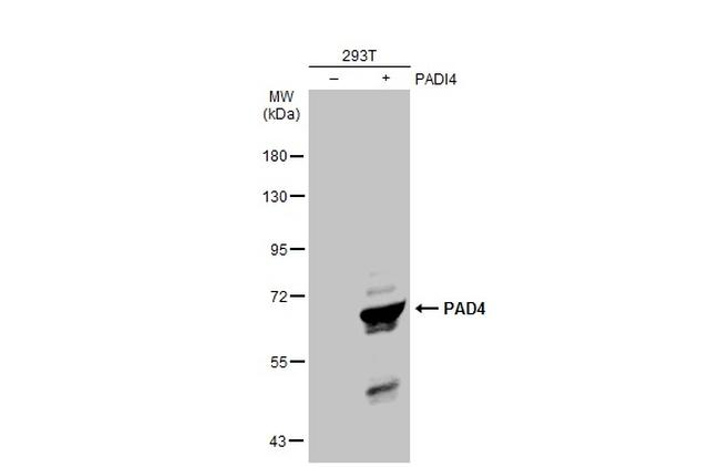 PADI4 Antibody in Western Blot (WB)