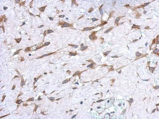 UGT1A9 Antibody in Immunohistochemistry (Paraffin) (IHC (P))