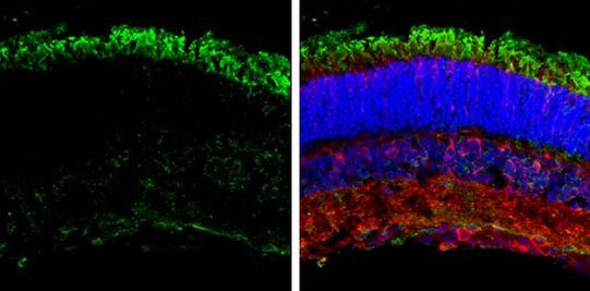 GNAT2 Antibody in Immunohistochemistry (Frozen) (IHC (F))