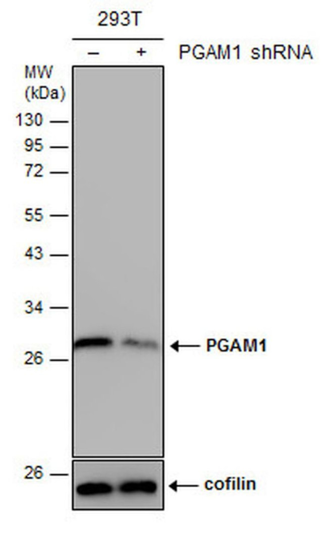 PGAM1 Antibody