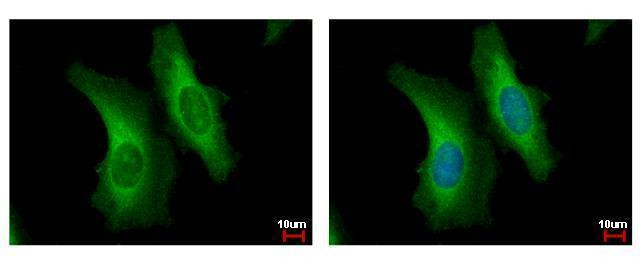 SERPINB6 Antibody in Immunocytochemistry (ICC/IF)