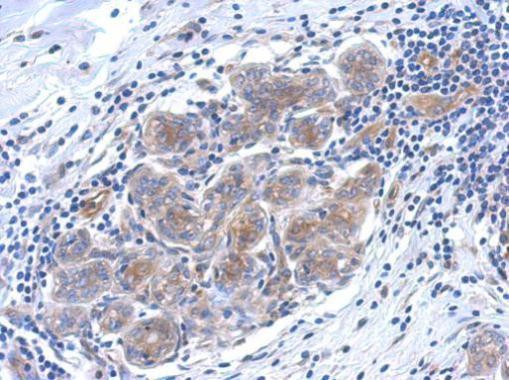 SERPINB6 Antibody in Immunohistochemistry (Paraffin) (IHC (P))