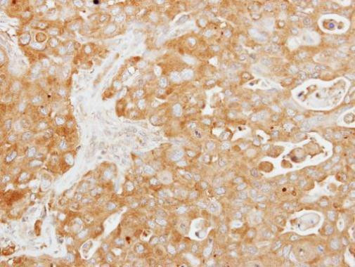 TUFT1 Antibody in Immunohistochemistry (Paraffin) (IHC (P))