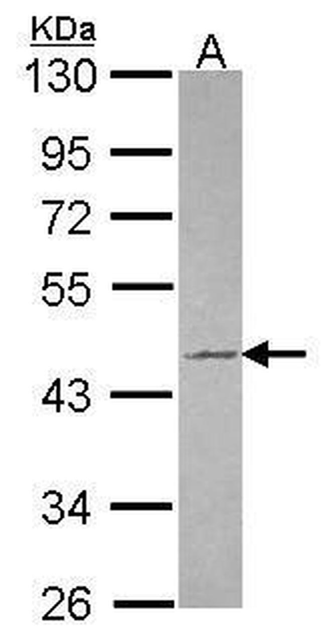 TUFT1 Antibody in Western Blot (WB)