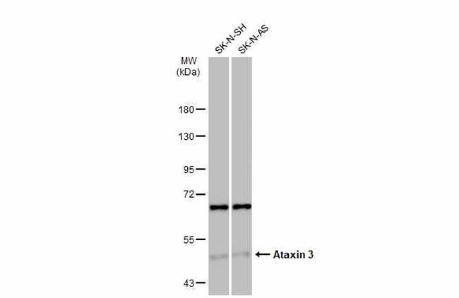 Ataxin 3 Antibody in Western Blot (WB)